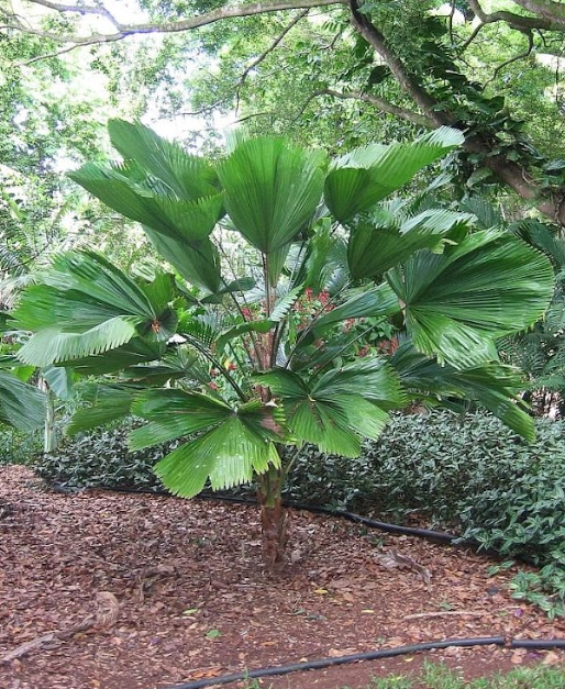 luciala palm plant Licuala grandis Palm Tree
