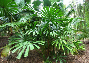 Licuala spinosa Palm Tree
