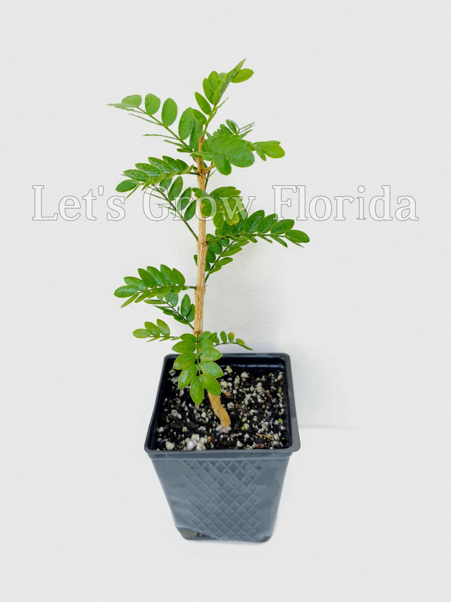 Guaiacum sanctum, Holywood Lignum vitae Tree – Let's Grow Florida