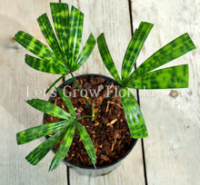 Cargar imagen en el visor de la galería, 1 Palm ( 10 / 3 ) Copiar 1º {{ DUPLICATE 1ST THEN USE !!!! }} 