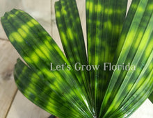 Cargar imagen en el visor de la galería, 1 Palm ( 10 / 3 ) Copiar 1º {{ DUPLICATE 1ST THEN USE !!!! }} 
