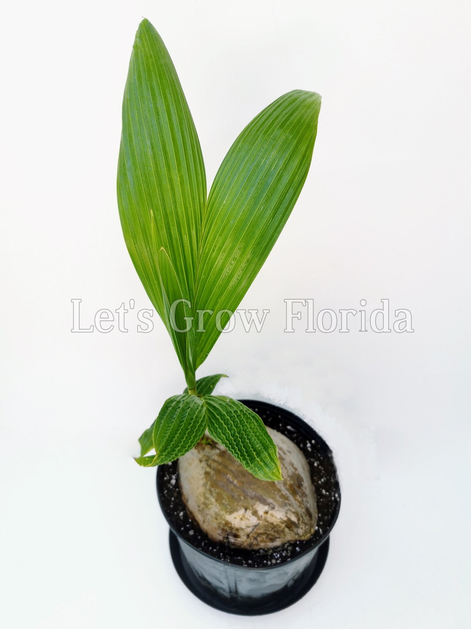 samoan coconut palm Massive Fiji / Samoan Dwarf Coconut Seed Cocos nucifera Tropical Rare – Let's Grow Florida