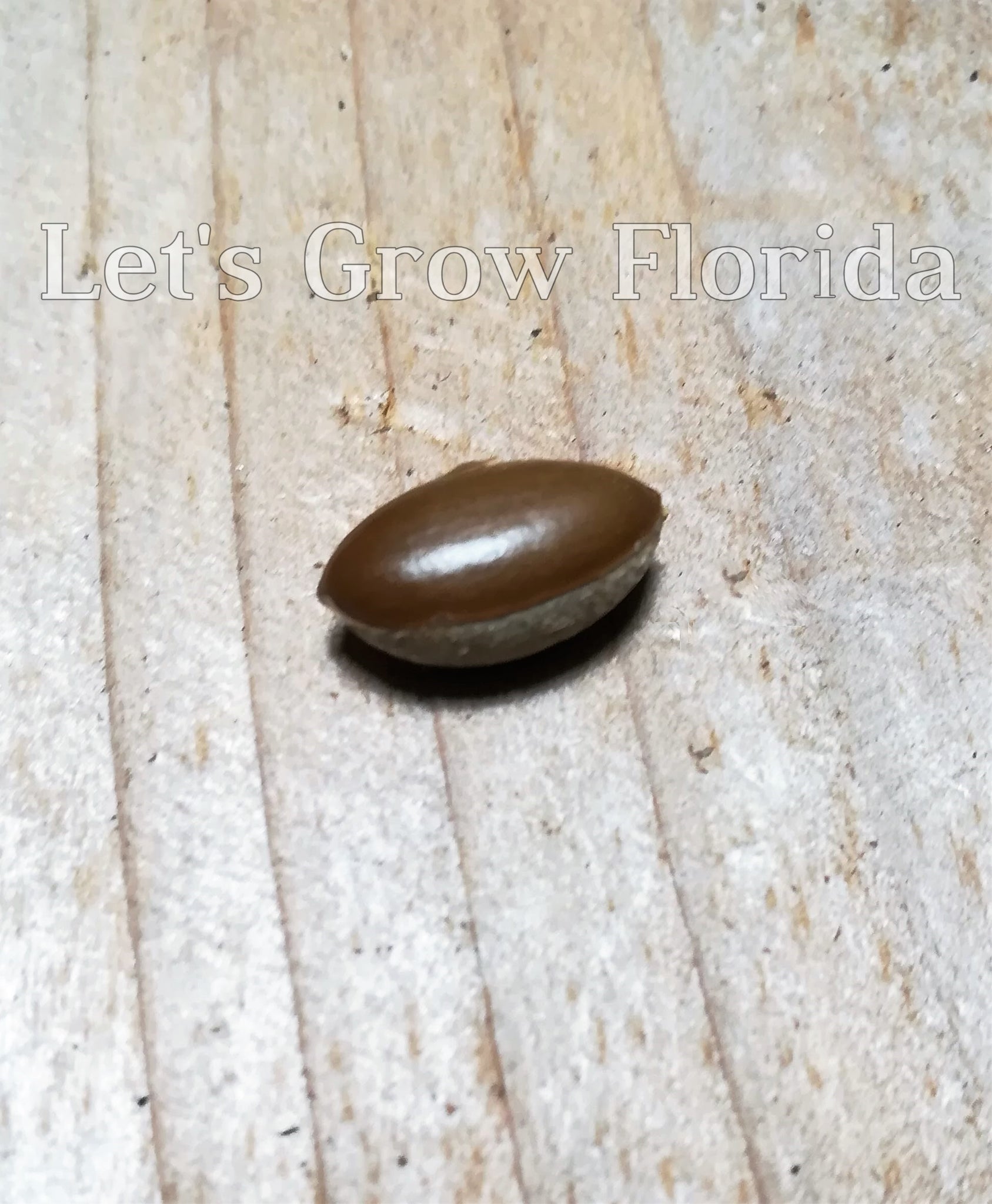 miracle plant seeds Miracle Fruit / Berry Tree, Plant, Synsepalum dulcificum – Let's Grow Florida