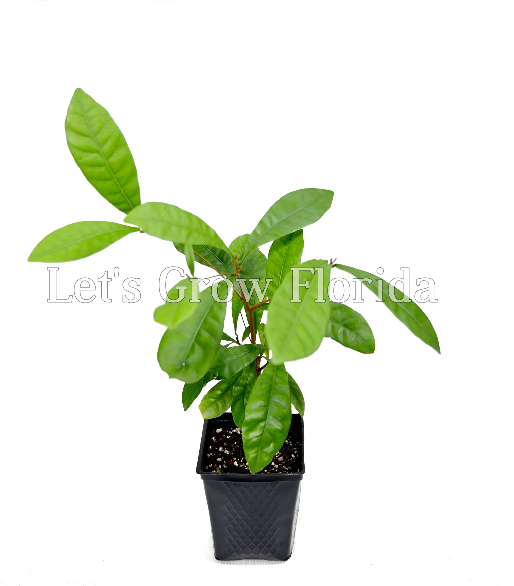 Miracle Fruit Plant Seedling (Synsepalum Dulcificum) - Grow Your Own Flavor-Changing Berries!