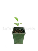 Load image into Gallery viewer, Miracle Fruit / Berry Tree, Plant, Synsepalum dulcificum