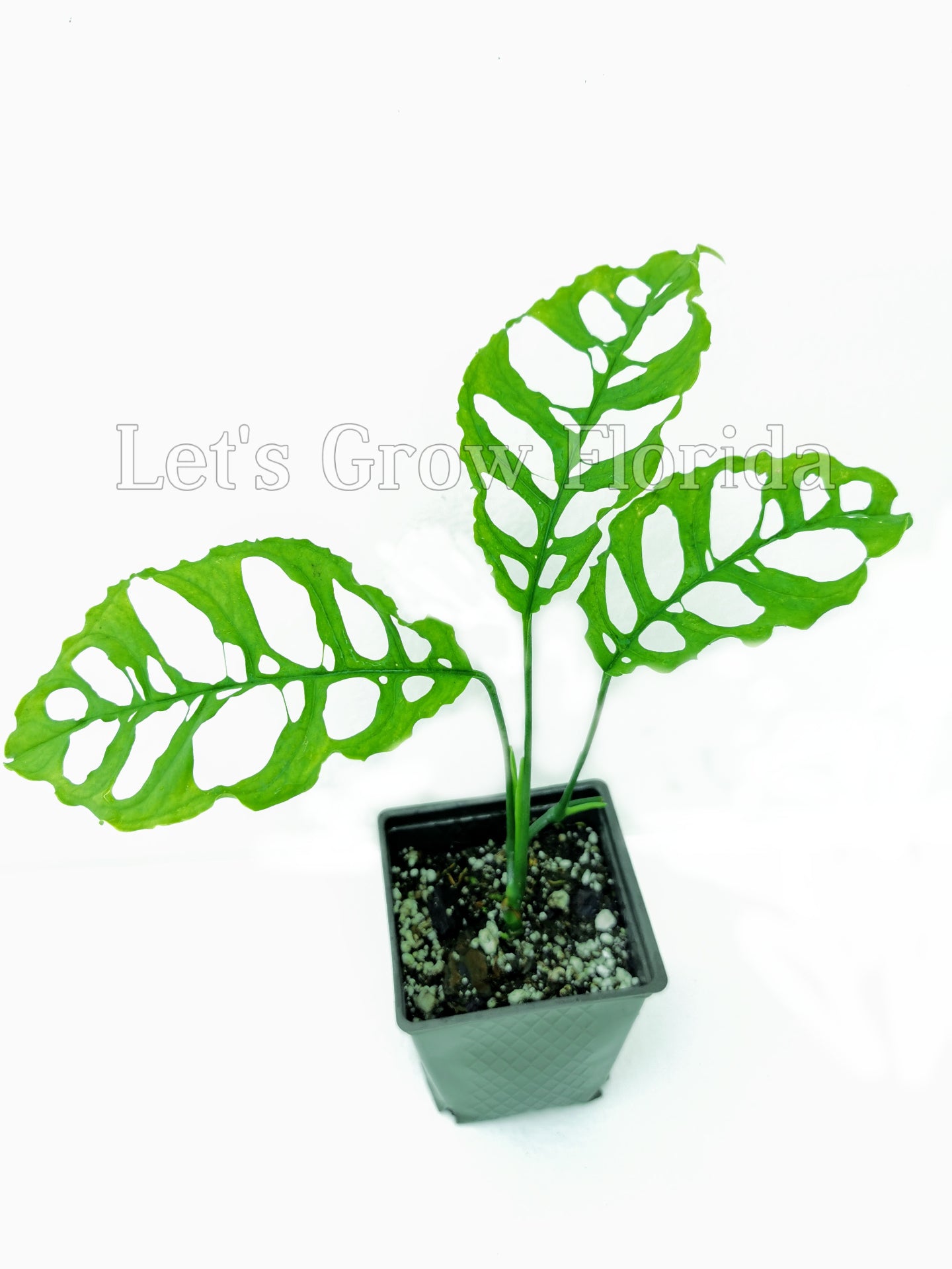 monstera dwyeri Monstera Obliqua Swiss Cheese Plant Aroid – Let's Grow Florida