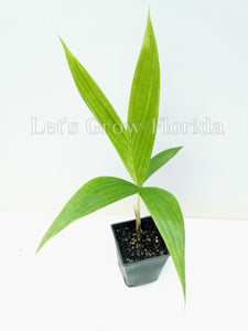 Palmera Neoveitchia storckii