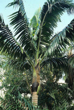 Load image into Gallery viewer, Neoveitchia storckii Palm Tree