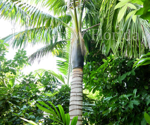 Neoveitchia storckii Palm Tree