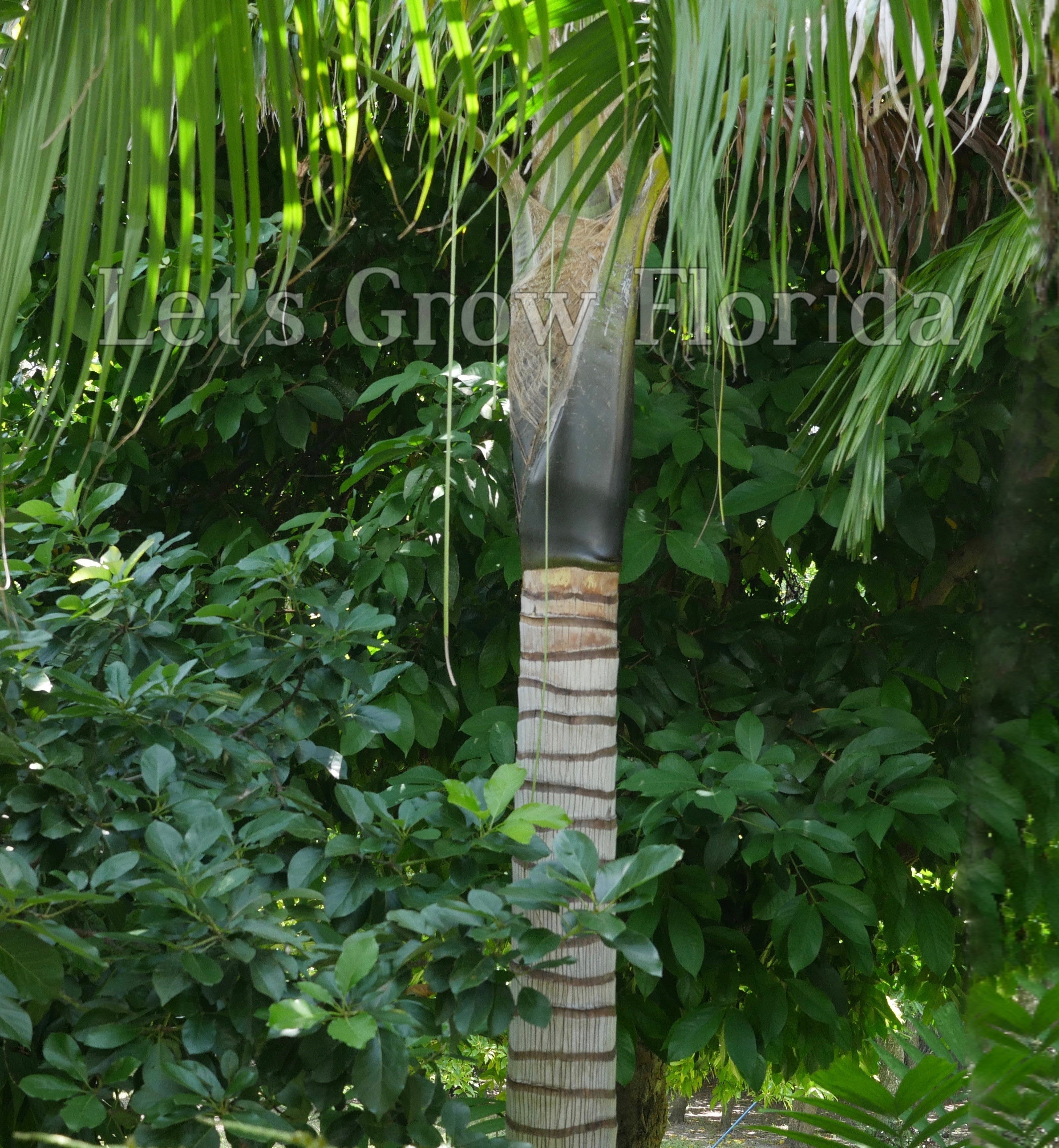 Neoveitchia storckii Palm Tree – Let's Grow Florida