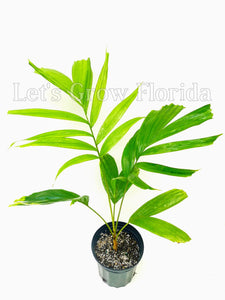 Ptychosperma salomonense palmier tropical