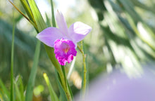 Cargar imagen en el visor de la galería, Orquídea de bambú Arundina graminifolia Planta 