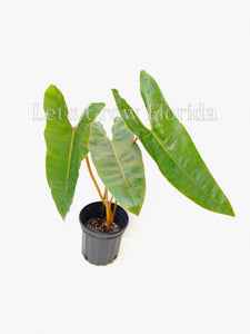 aroid philodendron Philodendron billietiae Aroid – Let's Grow Florida
