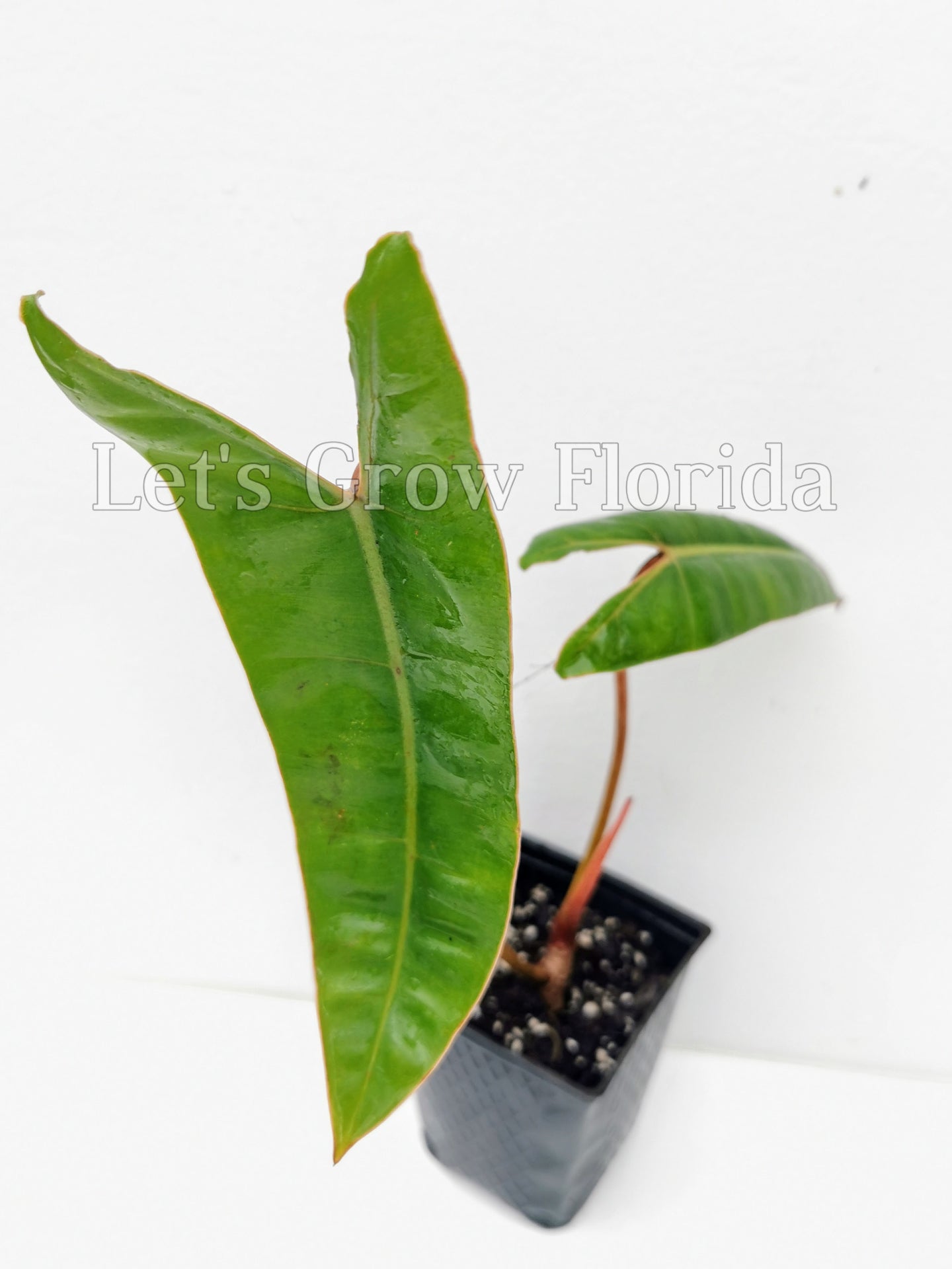 ficus pumila plant Ficus PUMILA VARIEGATA main image 1
