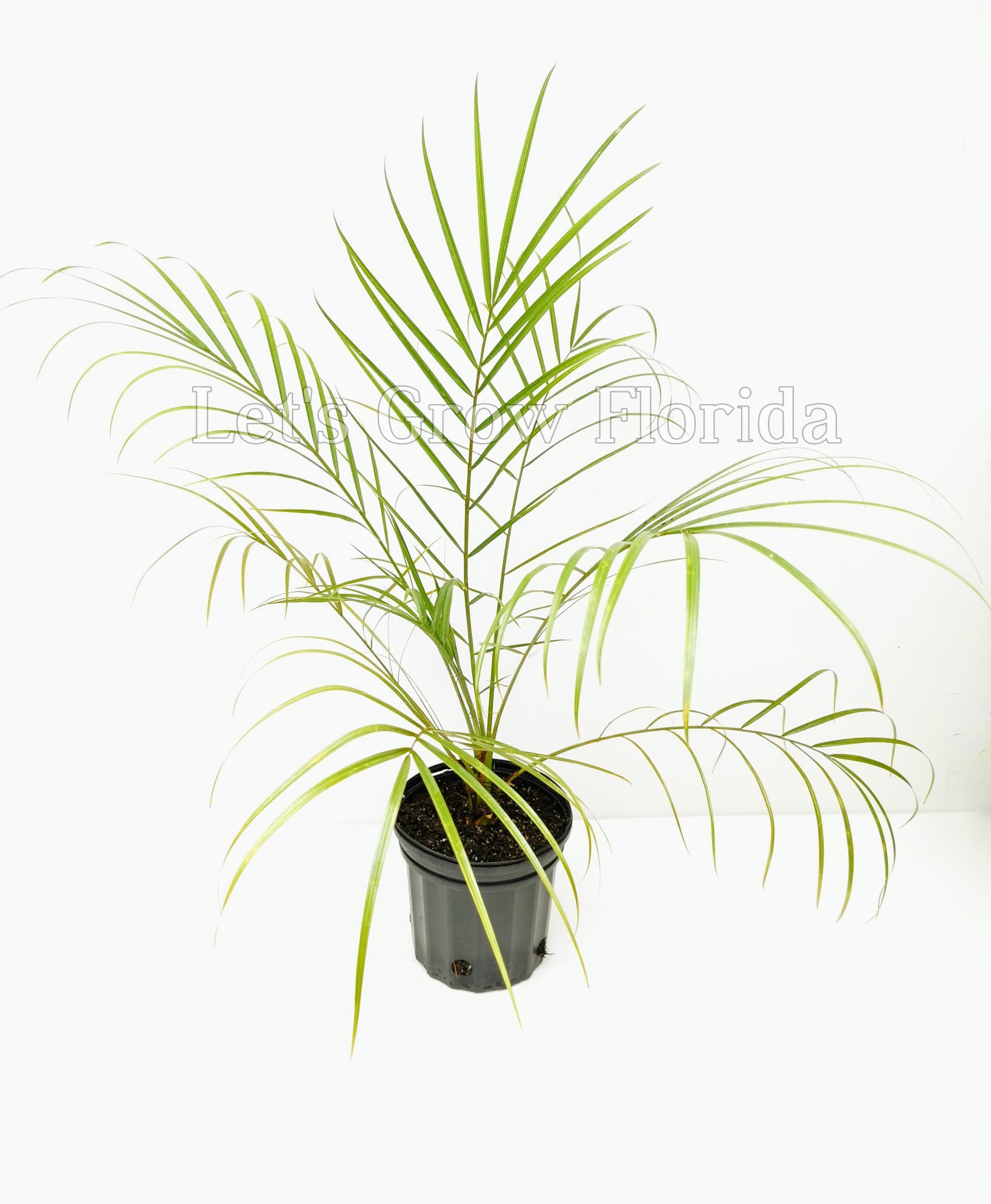 palm mini plant Phoenix Roebelenii Pygmy Date Palm Tree Large / 2 Palms / No