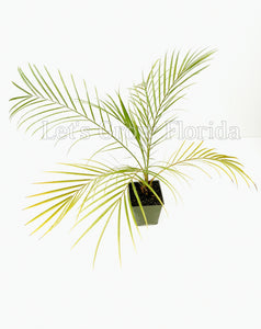 Phoenix Roebelenii Pygmy Date Palm Tree