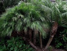 Load image into Gallery viewer, Phoenix Roebelenii Pygmy Date Palm Tree