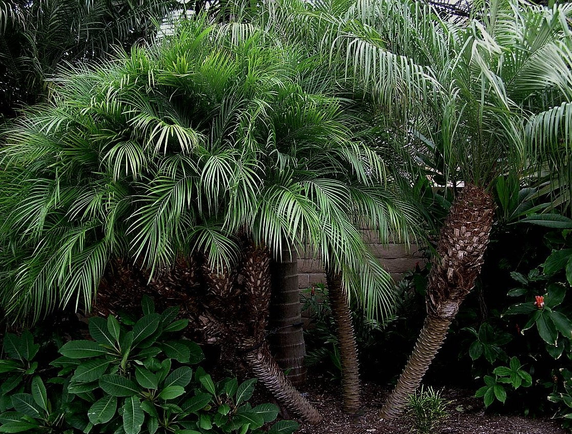 pygmy palm plant Phoenix Roebelenii Pygmy Date Palm Tree – Let's Grow Florida