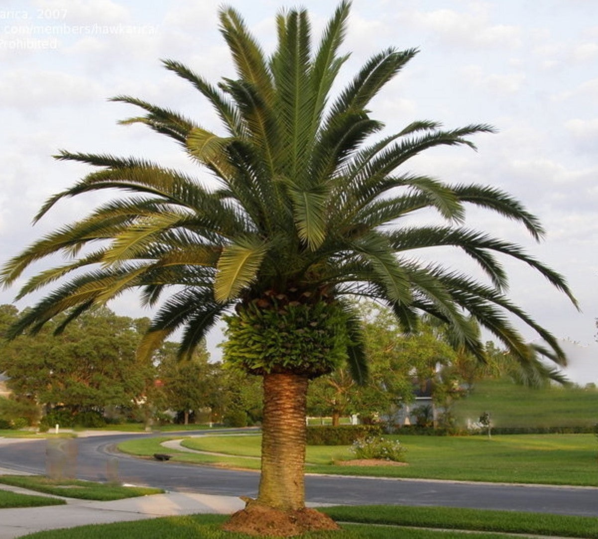 planting canary island date palm Phoenix canariensis, Canary Island Date Palm Tree