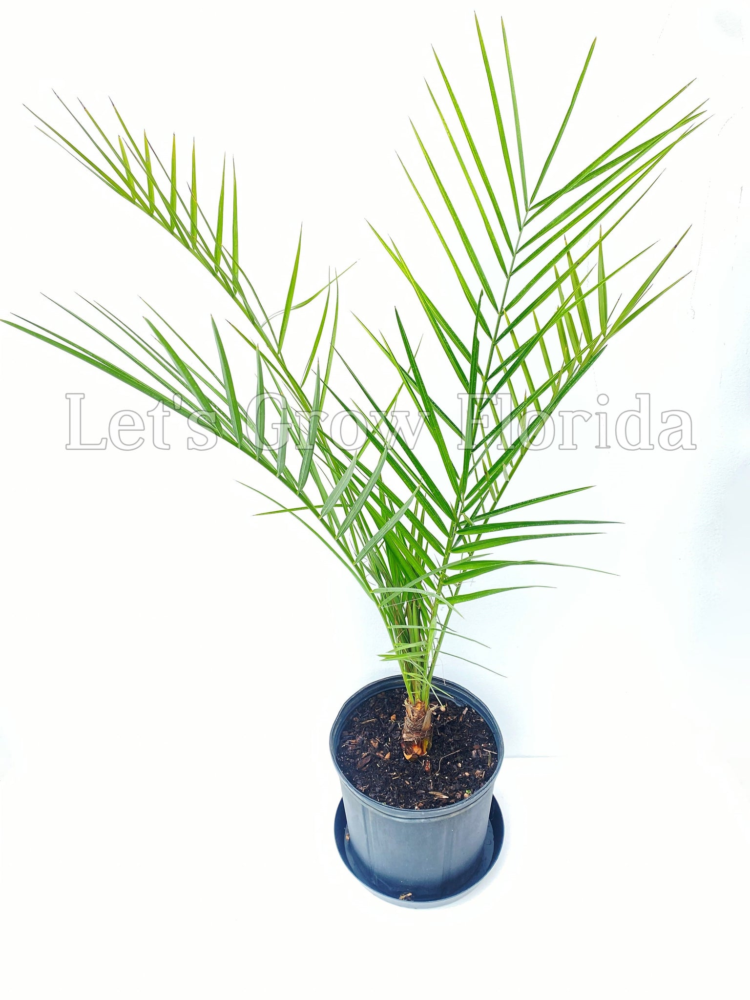 phoenix palm plant Phoenix canariensis, Canary Island Date Palm Tree 20 Seeds / 1 Orde