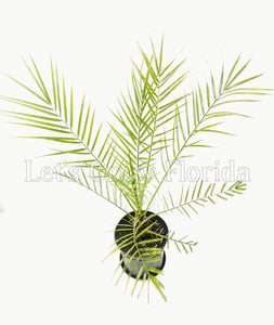 Phoenix canariensis, palmier dattier des îles Canaries