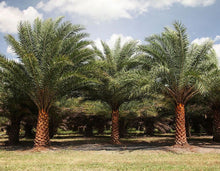 Charger l&#39;image dans la galerie, Phoenix sylvestris palmier dattier argenté