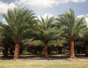 Phoenix sylvestris palmier dattier argenté