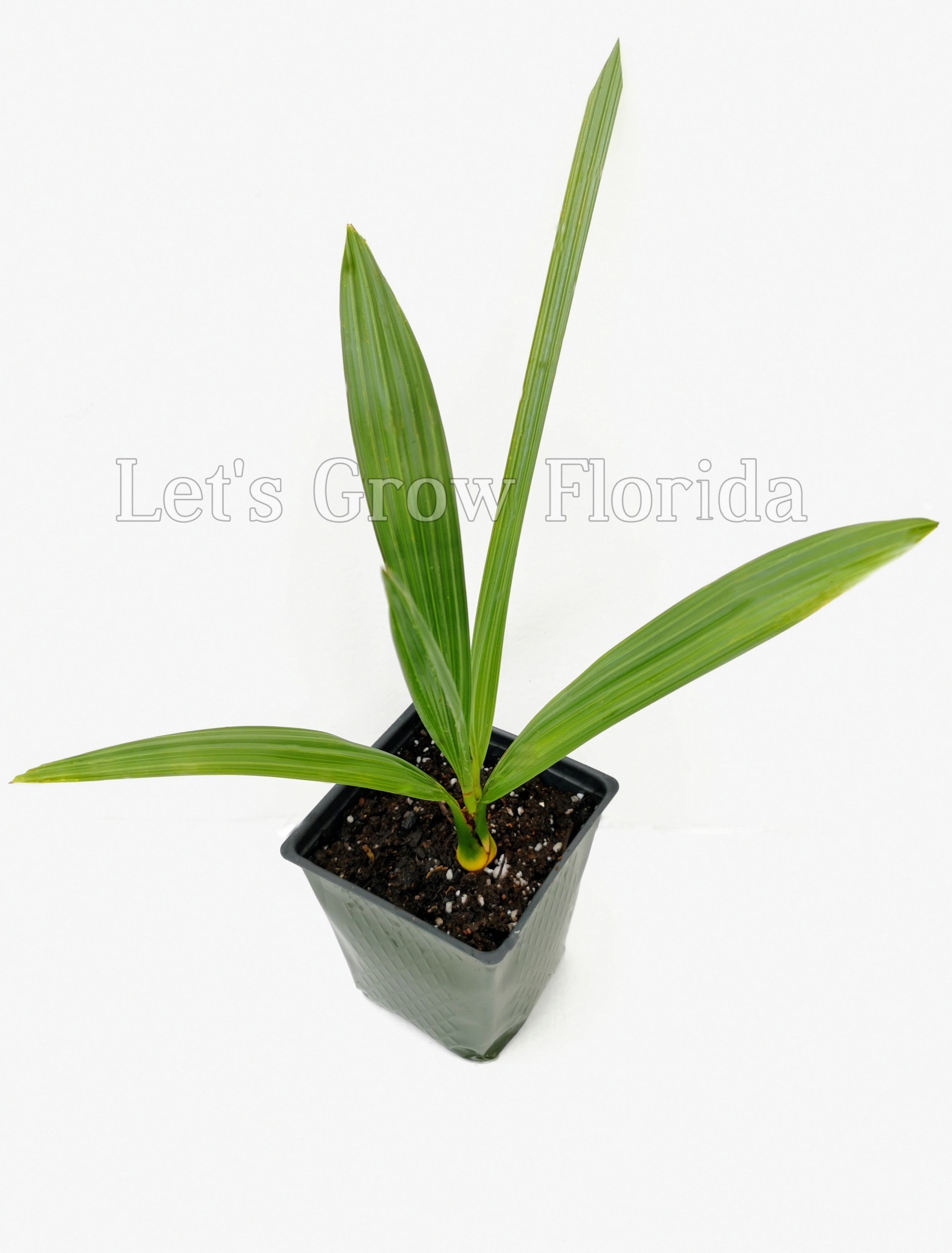 PALMS　Sylpher V.Stream SVVS-56XUL 489.png?width=547&etag=