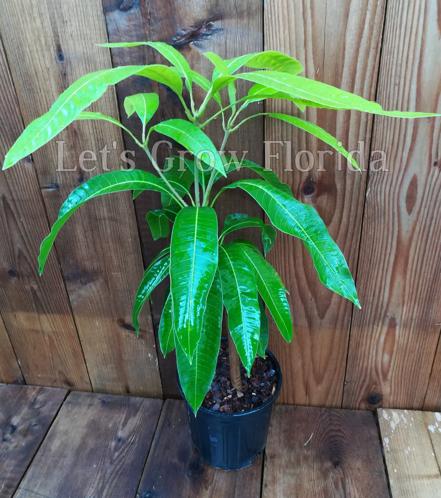mango plant indoors Pickering, Mango Tree, Professionally Grafted Mangifera indica – Let's Grow Florida