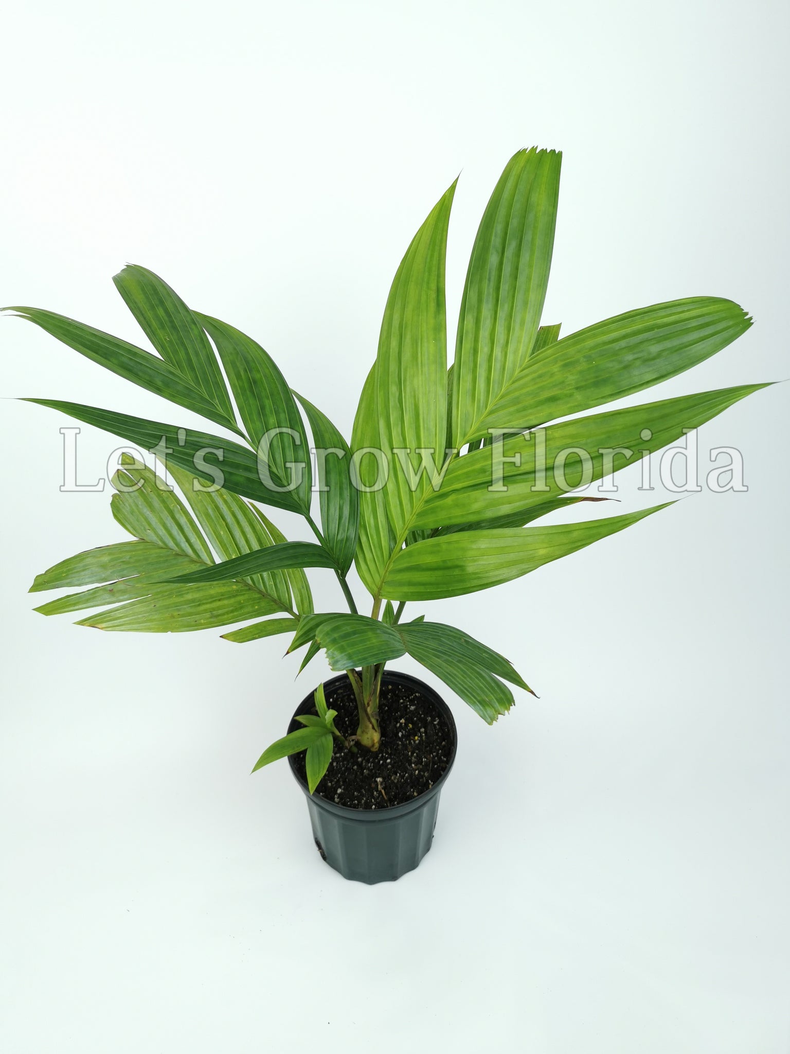 ivory palm plant Pinanga coronata, Ivory Cane Palm – Let's Grow Florida