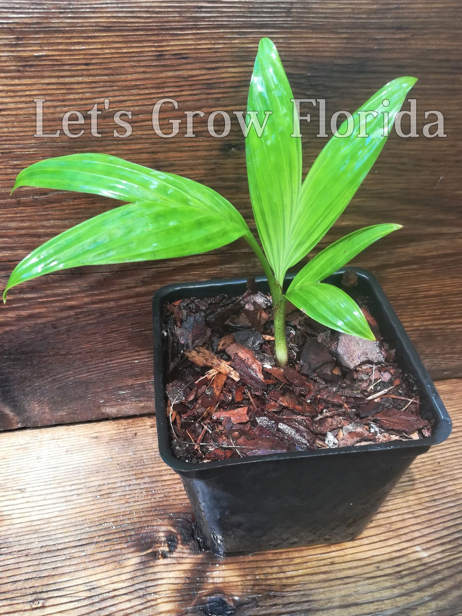 ivory palm plant Pinanga coronata, Ivory Cane Palm – Let's Grow Florida