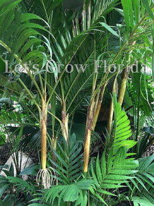 Pinanga coronata, palmier canne à sucre ivoire