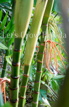 Charger l&#39;image dans la galerie, Pinanga coronata, palmier canne à sucre ivoire
