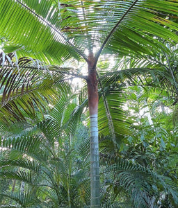 Dypsis leptocheilos Teddy Bear Palm Tree