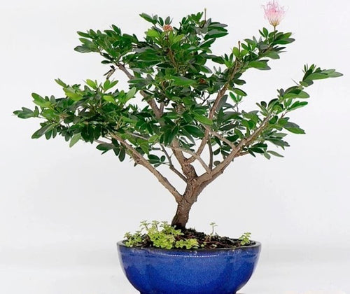 Powder Puff, Dwarf Pink, Calliandra Schultzei, ‘Rose Cascade’ Tropical Flowering Tree Plant
