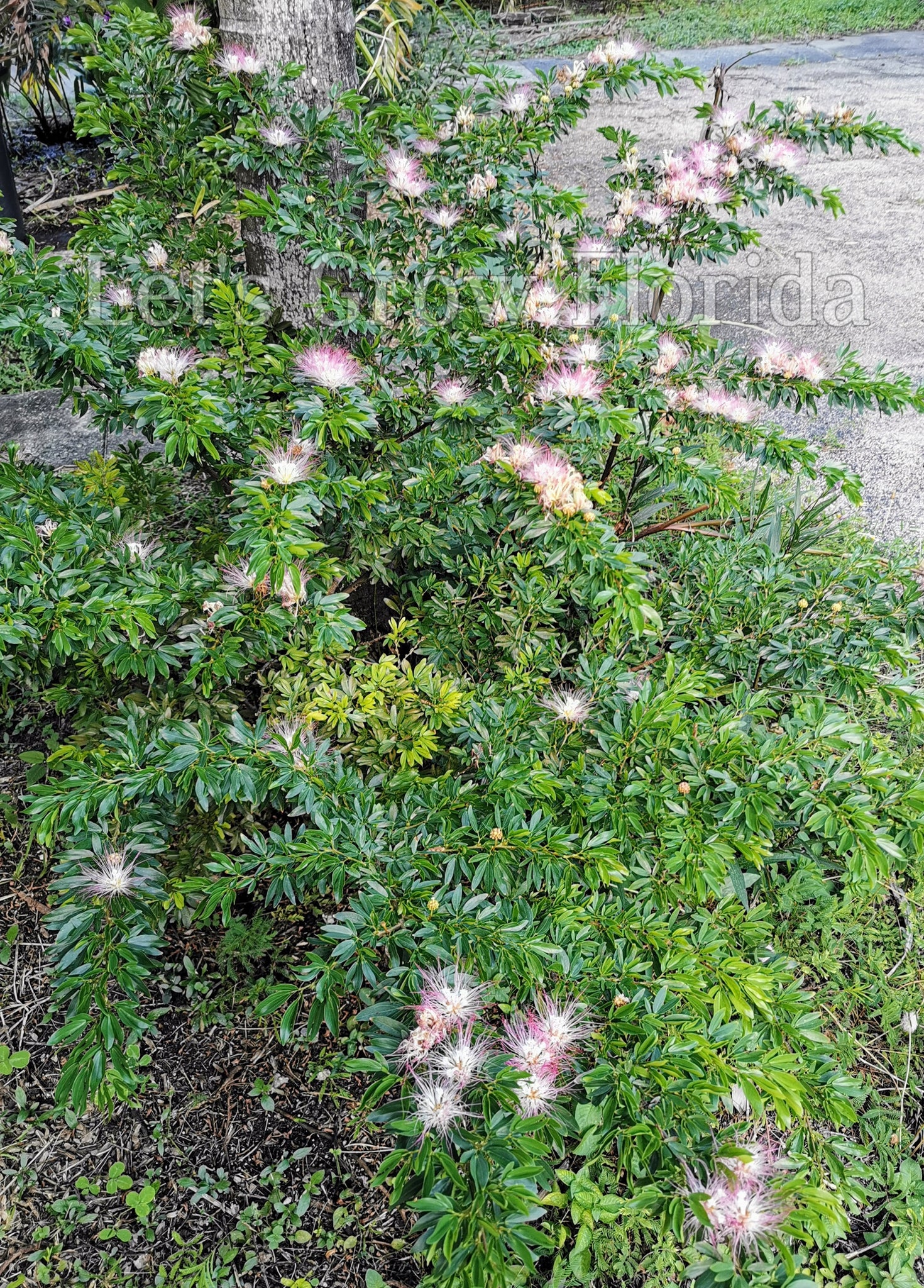 powder puff tree bonsai Powder Puff, Dwarf Pink, Calliandra Schultzei, 'Rose Cascade' Tropical – Let's Grow Florida