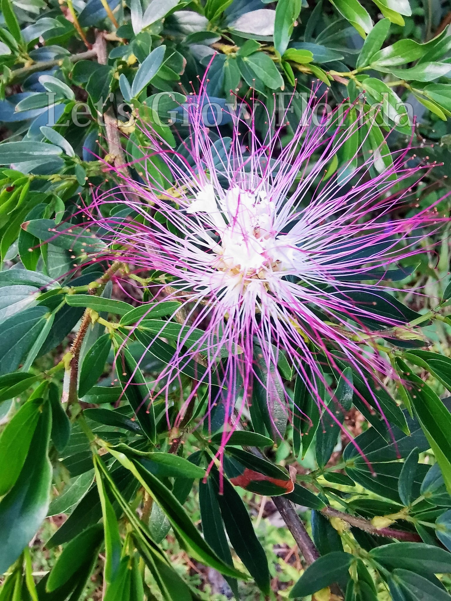 Poweder Puff Roses Powder Puff, Dwarf Pink, Calliandra Schultzei, ‘Rose Cascade’ Tropical ...