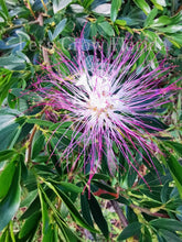 Load image into Gallery viewer, Powder Puff, Dwarf Pink, Calliandra Schultzei, ‘Rose Cascade’ Tropical Flowering Tree Plant