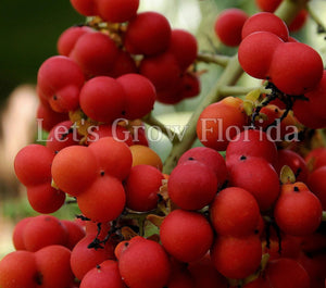 Pseudophoenix sargentii, Buccaneer palm