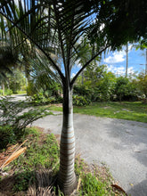 Load image into Gallery viewer, Pseudophoenix sargentii var. navassana Palm Tree