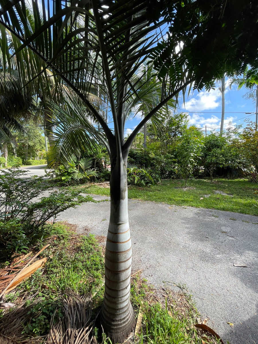 Pseudophoenix sargentii var. navassana Palm Tree – Let's Grow Florida