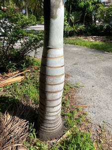Pseudophoenix sargentii var. navassana Palm Tree