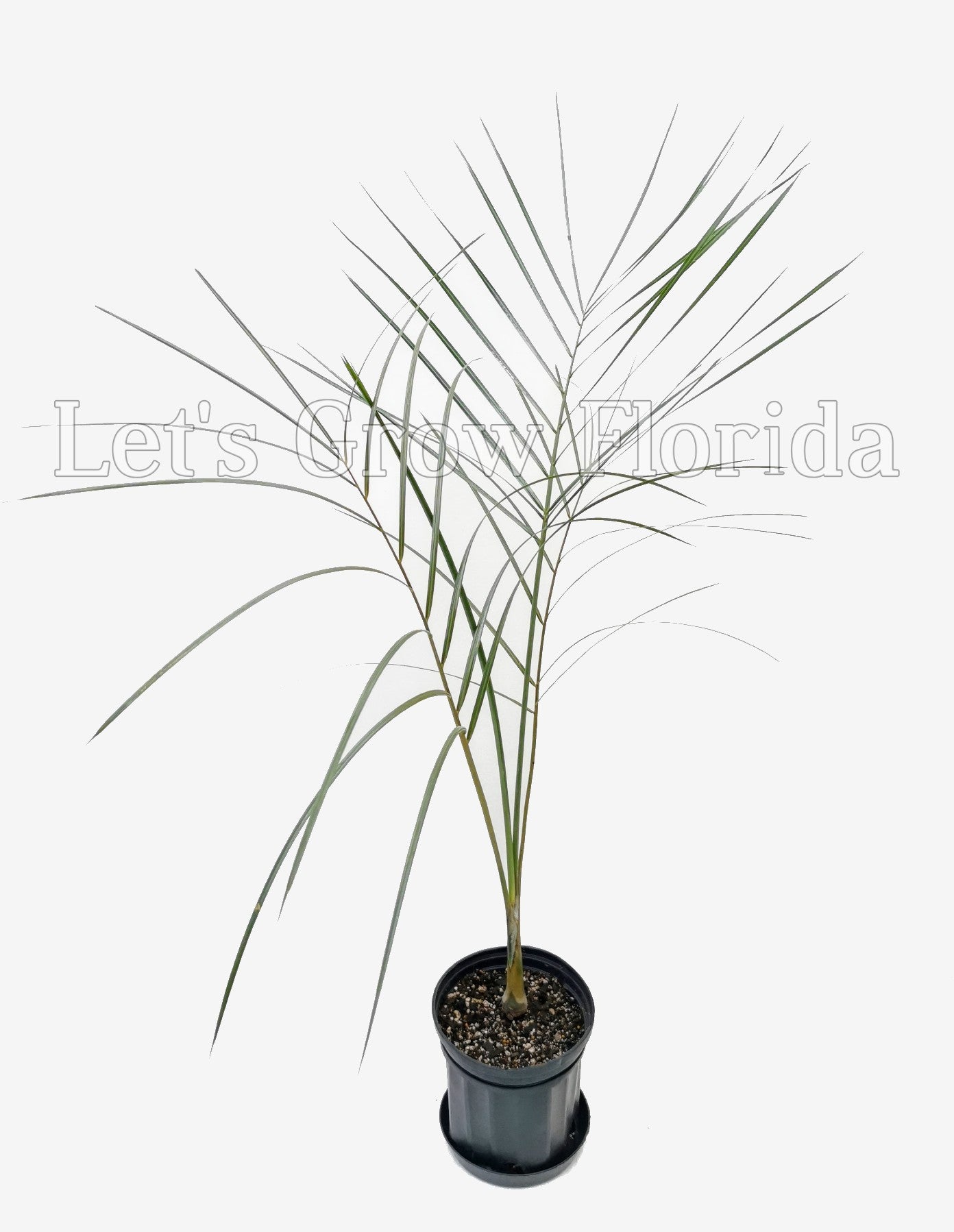 white palm plant Pseudophoenix sargentii var. navassana Palm Tree – Let's Grow Florida
