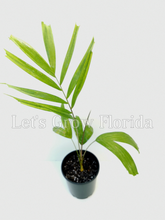 Load image into Gallery viewer, Ptychosperma burretianum