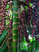 Load image into Gallery viewer, Ptychosperma burretianum