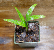 Load image into Gallery viewer, Ptychosperma burretianum