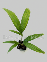 Load image into Gallery viewer, Ptychosperma burretianum