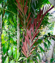 Load image into Gallery viewer, Ptychosperma burretianum