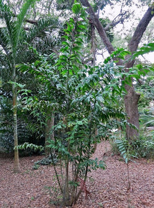 Ptychosperma furcatum Tropical Clustering Palm Tree