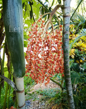Charger l&#39;image dans la galerie, Ptychosperma furcatum palmier tropical